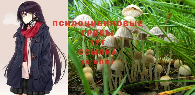 Псилоцибиновые грибы Psilocybine cubensis  где продают   Волоколамск 